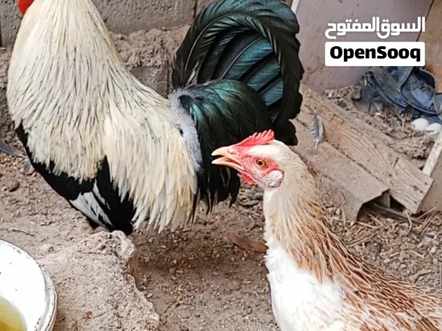 دجاج دندراوي خط اول