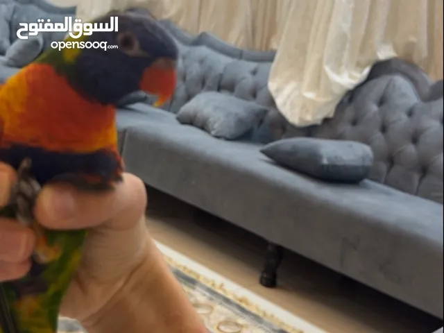 لوري عمره 10شهور ربوه فل الجنس ذكر وياه شهاده