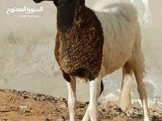 بركوسه وطنية للبيع