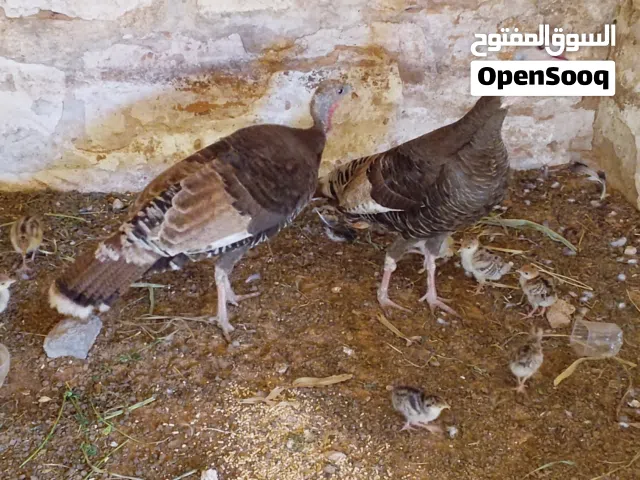 ديك رومي زوز دجاجه 8 فلوس تحتهم