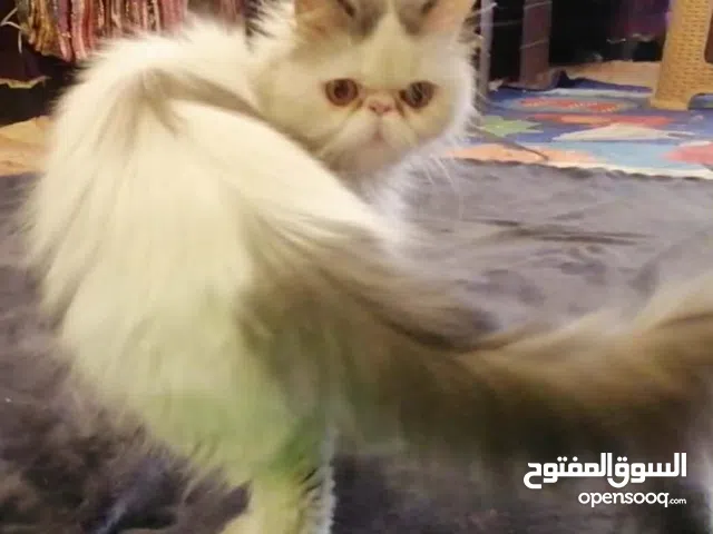 قطه بيرشن فان بلو