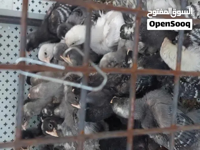 يوجد صيصان بلايموث روك