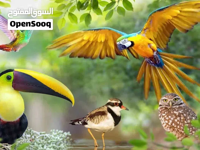 مطلوب طائر للتبني والرعاية