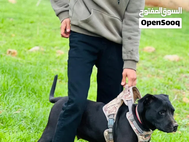 انثى  بيتبول