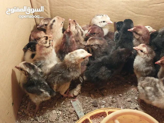 صيصان محلي للبيع  Chicks local for sale