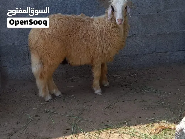 كبش مخصاي متروس فل وفي الصوره صغير