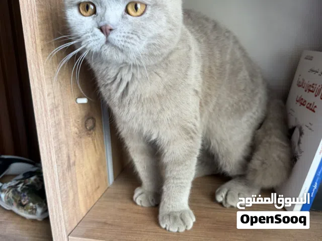 سكوتش ذكر العمر 8 اشهر