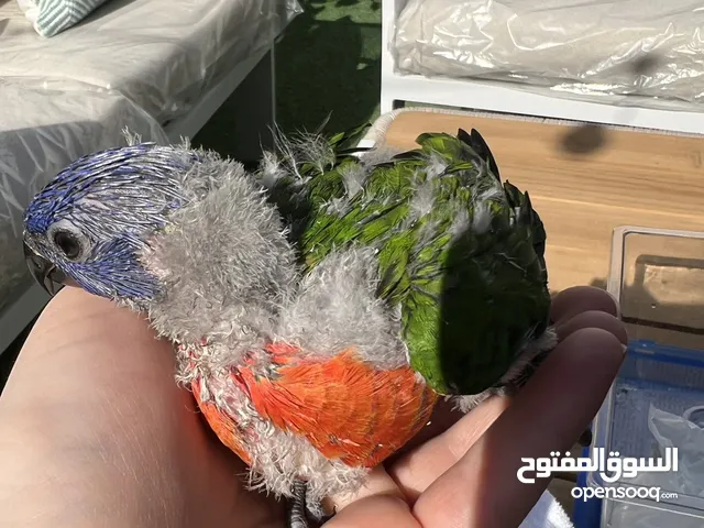 فرخ لوري للبيع