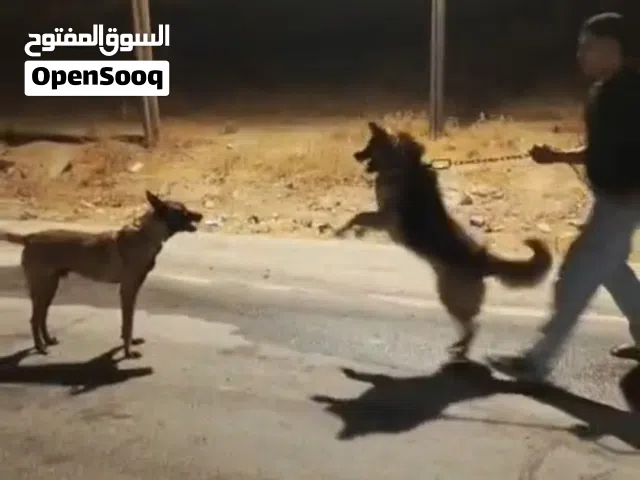 ذكر جيرمن عمر سنه