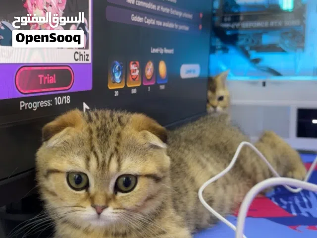 ذكر سكوتش فولد و ستريت