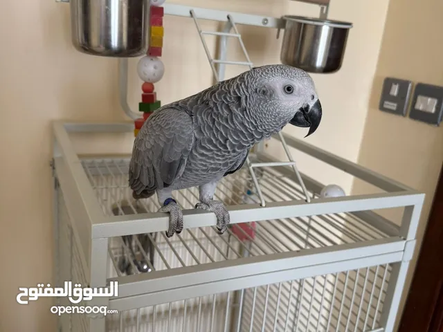 كاسكو مع القفص انتاج محلي سنه وشهر اليف جدا