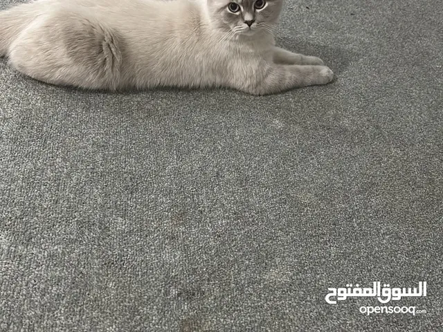 قطو ذكر للتبني عمره سنه وشهرين