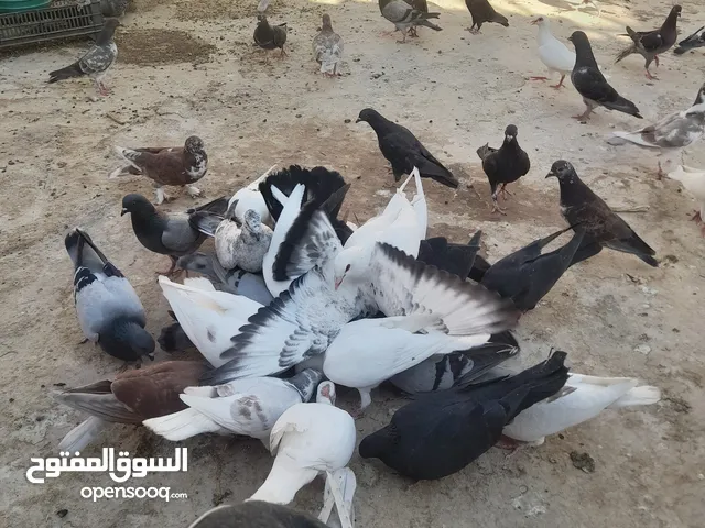 حمام بلدي ممتاز