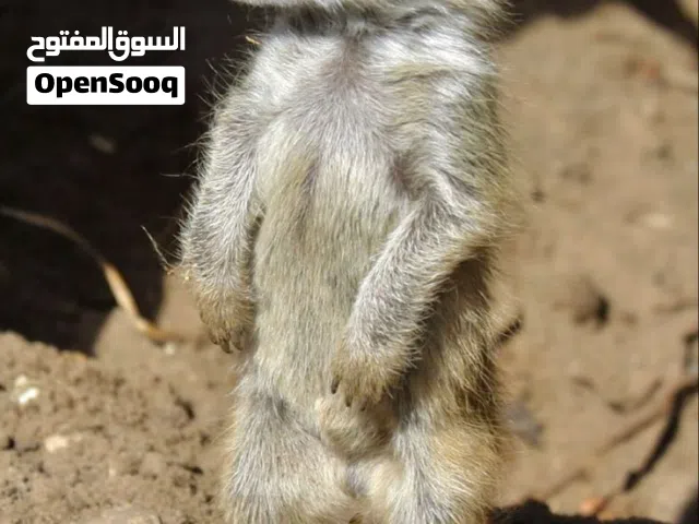 للحجز جراء ميركات