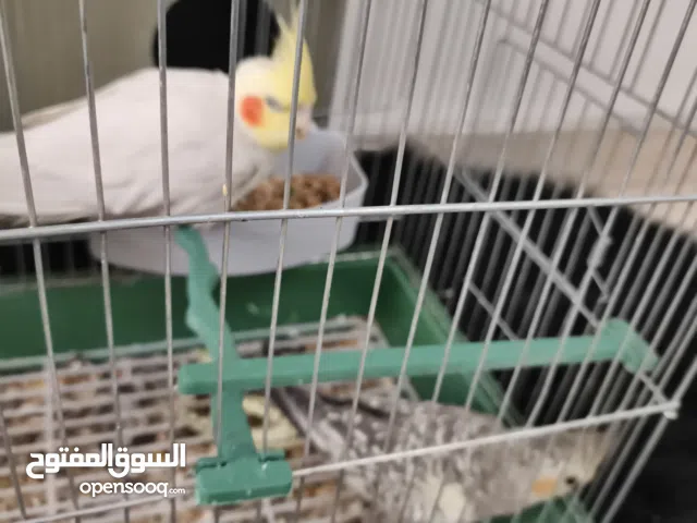 ببغاء كوكتيل جوز مرتب شغالات العمر سنه 1 البيع يشمل القفص و طعام  كوكتيل ببغاء  لا يوجد امراض