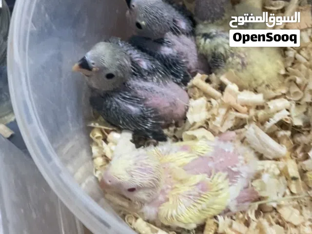 انتاج روز للترويض