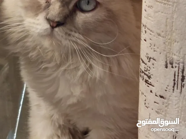قط فحل ملقح نظيف للبيع