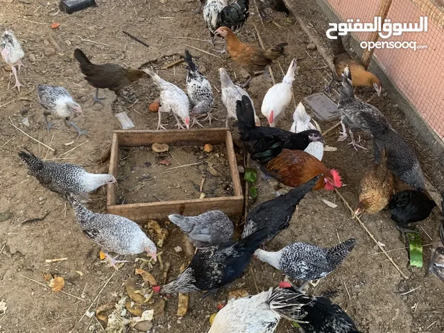 دجاج بحريني