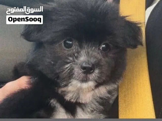 للبيع كلب شيتزو العمر شهرين متعلمه ع الحمام