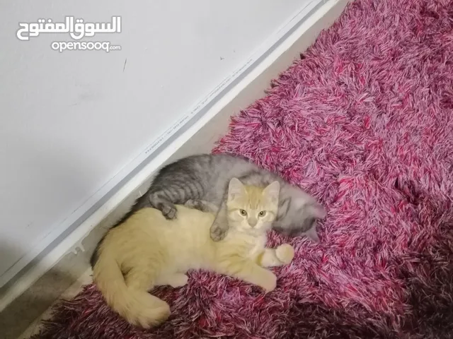 Cat for sales