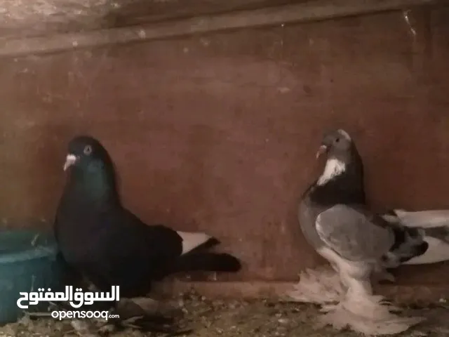 حمام هزاز وقلاب تركي