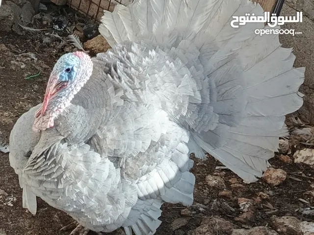 بسم الله ماشاء الله متوفر صيصان حبش المنيوم البزره الاصليه عمر 5 ايام ماخذ دوا التهاب الصره سعر الح