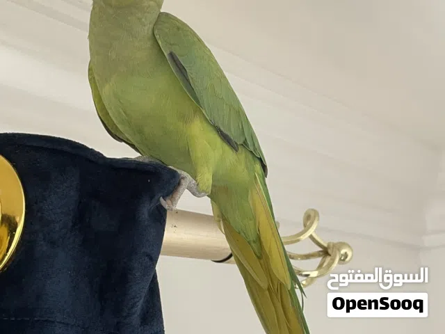 للبيع ببغاء اخضر اليف و يتكلم شوف الوصف