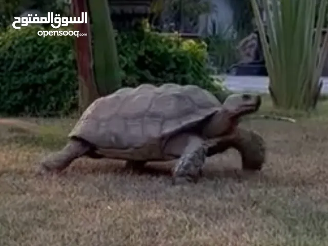 سلحفاة السولكاتا  sulcata tortoise