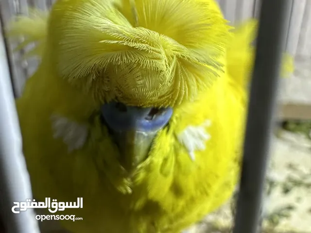 جوز هوق رومو مستوى عالي تحتو فراخ