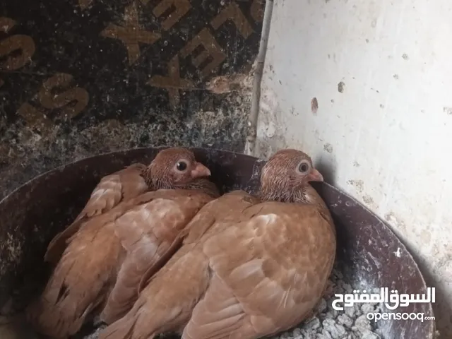 متاااااح جوز مزهورات مع فرخين ماكينة انتاج اقرأ الوصف