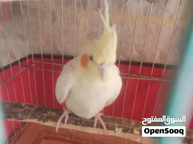 طيره كوكتيل