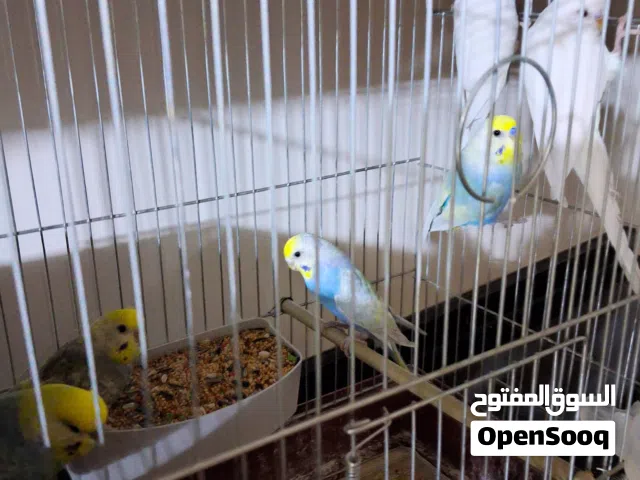 3 جواز حب اثنين رينبو وواحد لاتينو شغالات ميه ميه