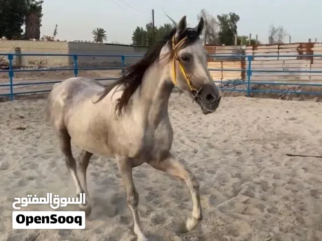 بيعة سريعه خيل فحل عربي