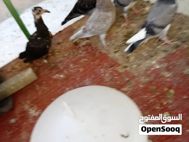 زغاليل للبيع