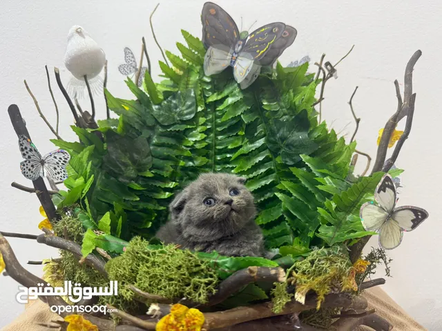 Scottish Folded Ears Male Cat