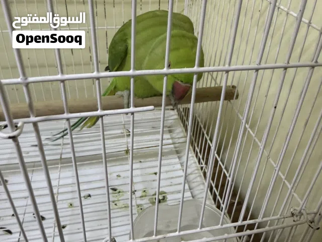 Indian Ringneck talking parrot