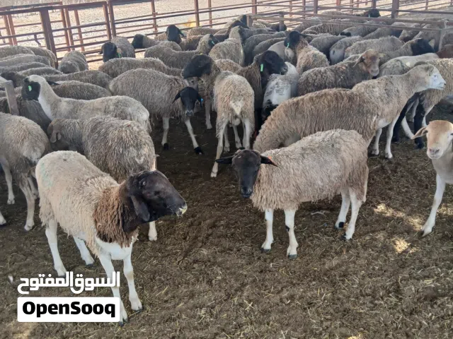 خرفان للبيع
