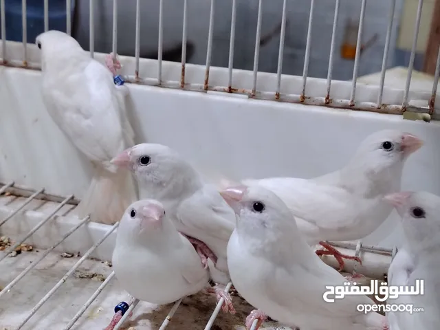 بكس فنش فضي