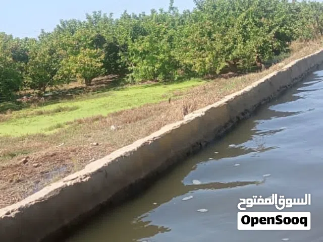 Farm Land for Sale in Tanta Other