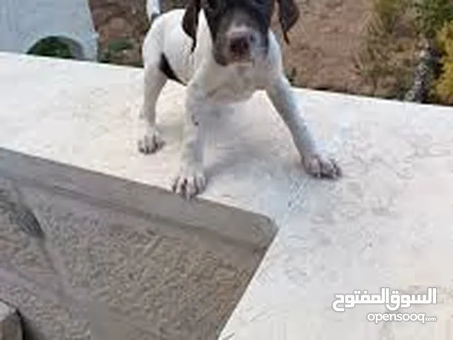 مطلوب جرو كلب بوينتر يكون صغير بالعمر وب سعر مناسب