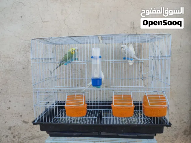 4 طروف بقلينو 2 نتايات و2 ذكور