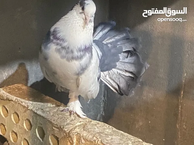 طيور زينة للبيع