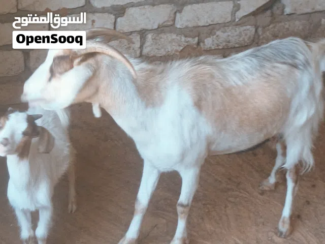 عنز سنها اول جمع  تحتها جدي الله يبارك