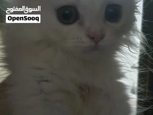 قطط شيرازى بيور للبيع من أب و ام شيرازى