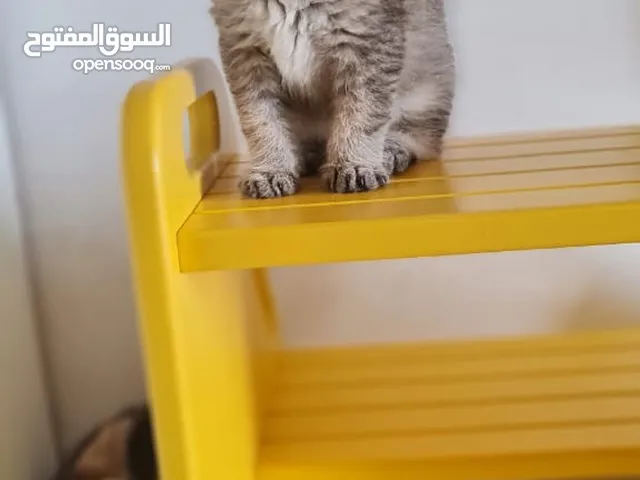 NY25 بريتش سكوتش فولد ذكر