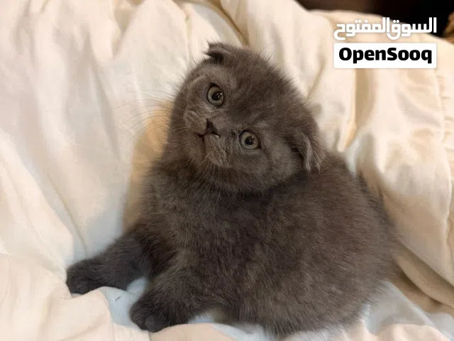 Scottish fold