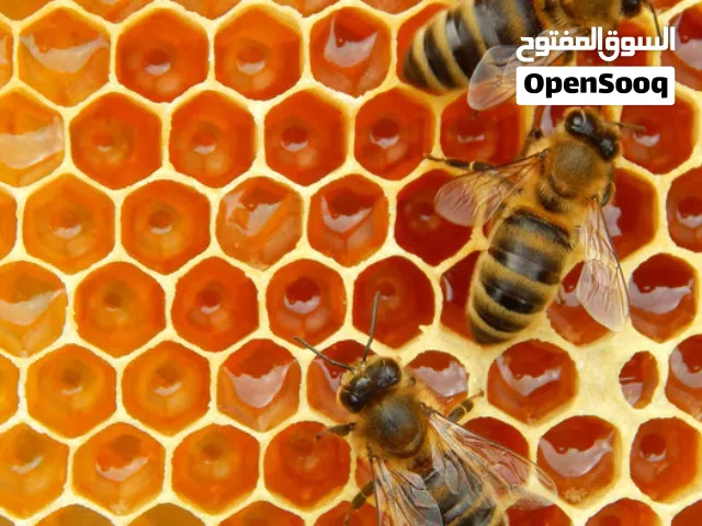 نحل نحل للبيع
