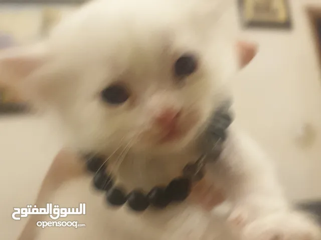 Persian white cat   القط الأبيض الفارسي