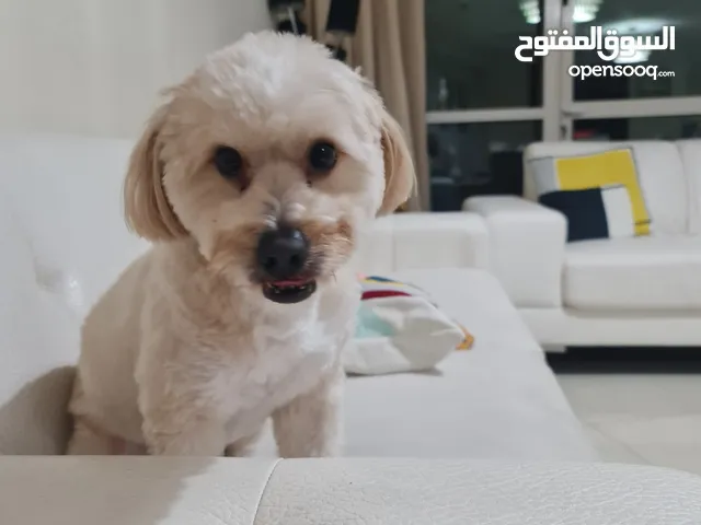 Bouchon maltese dog