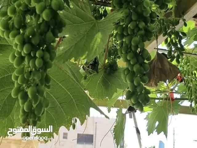 اشجار مُثمره ، مانجا انجاص جوافه توت دراق نكترين خوخ كلمنتينا برتقال ليمون